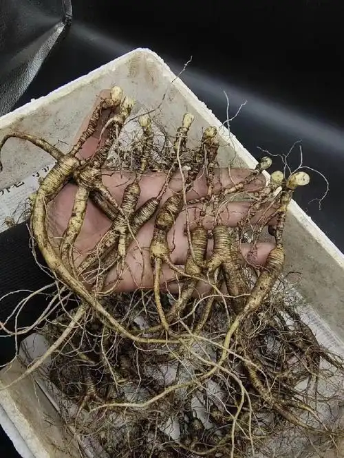 高年份老货,精选66颗净重一斤#人参  #大自然的馈赠  #长白山人参