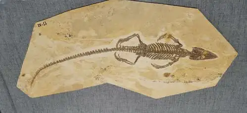 朝阳古生物化石