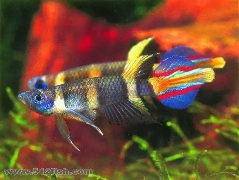 热带鱼有哪些漂亮的品种