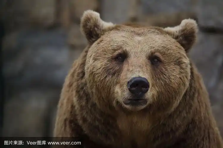 棕熊,动物主题,西伯利亚,野生动物,肖像