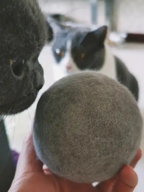 一颗猫毛球