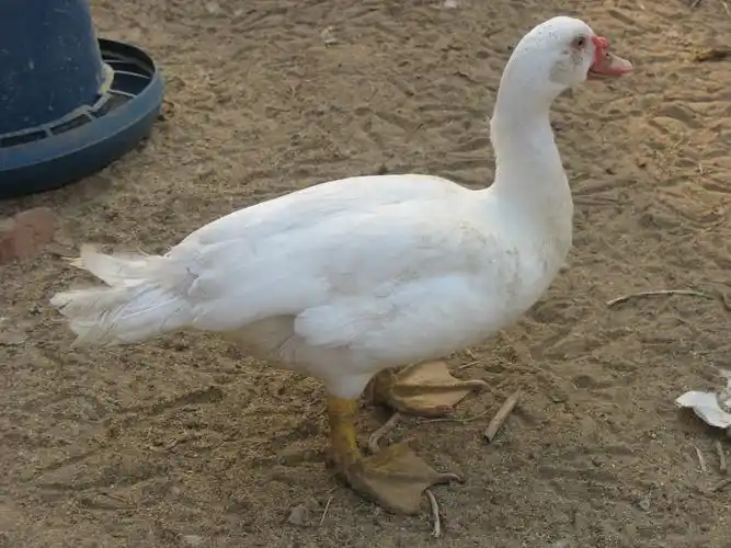 p>美洲雁,又称美洲香醇,原产于南美洲,学名香鹁,属珍禽类具有一定的