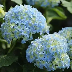 上上花田 细高跟绣球花苗大花八仙花阳台庭院盆栽新手好养