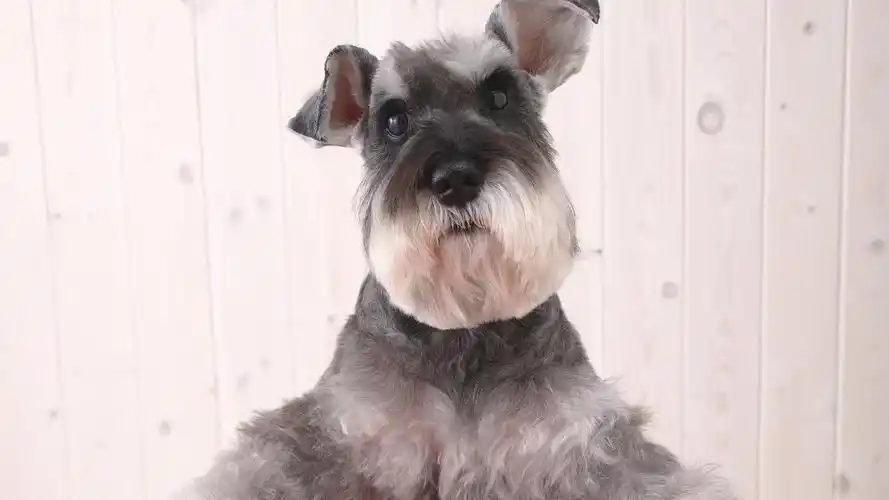 和斯洛伐克遗传学家哈拉克博士培育的,1949年开始用上述两种梗犬杂交