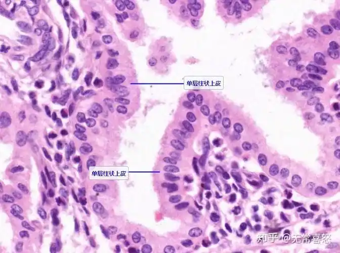 上皮组织的特点及分类被覆上皮的分类原则,分类,各类的结构特点,分布