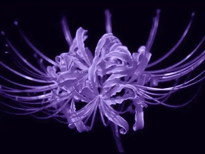 谁有紫色彼岸花的图片? -百谷歌