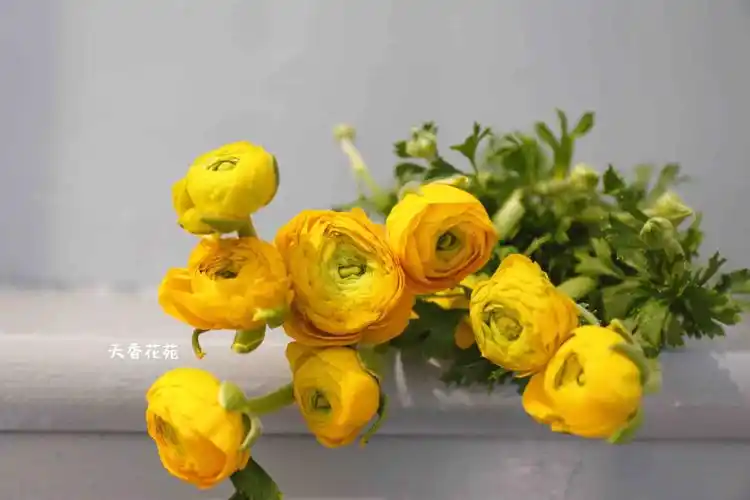 每周一花洋牡丹25元把颜色红色黄色白色橙色颜色随机提货时间3月26日3