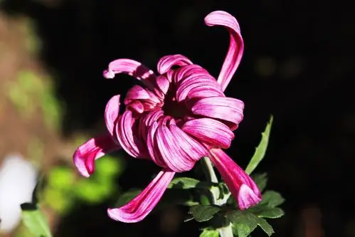 其它 菊韵花开 扮靓亭园 写美篇  一年一度的香坊菊花展在香坊区中国
