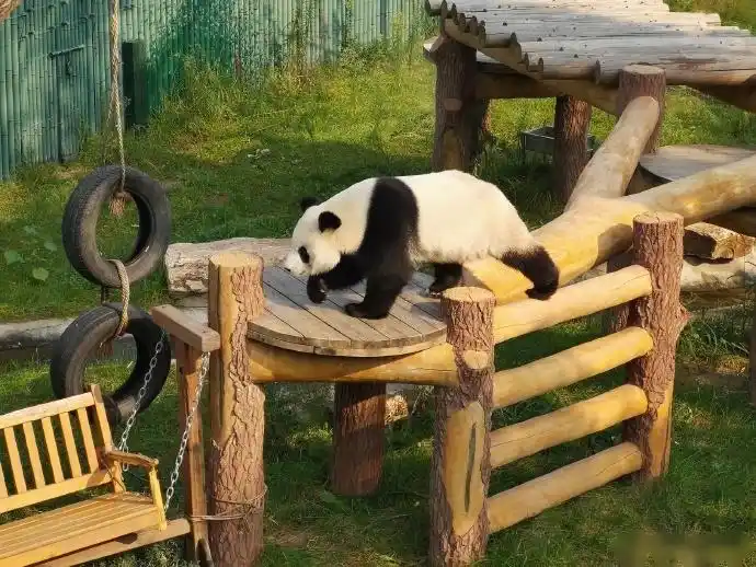 今日下午,中外嘉宾来到了沈阳森林动物园熊猫馆进行参观游览.