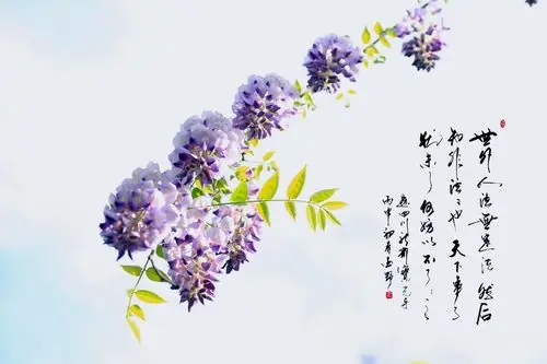 摄影 我在紫藤花开的地方等你 写美篇【紫藤树】李白 紫藤挂云木,花蔓