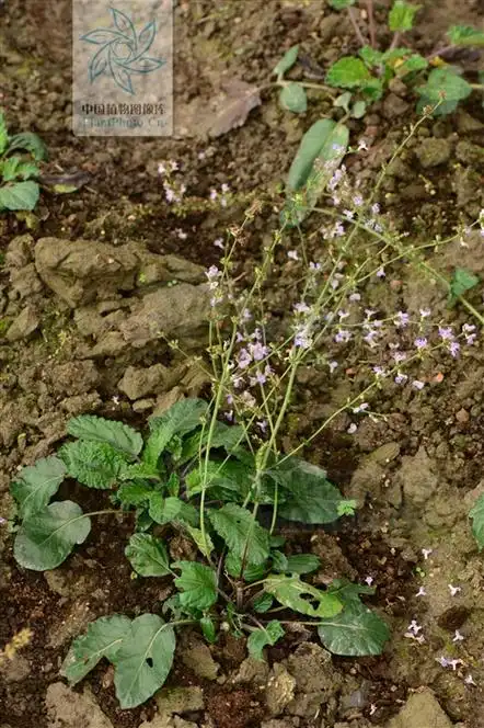 红根草的功效与作用(红根草) - 行就行
