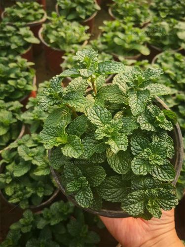 食用进口花苗留兰香薄荷花卉盆栽新鲜可食用泡茶绿植