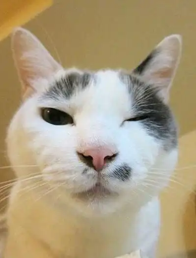 这些会对你wink的猫咪小心被它们电晕