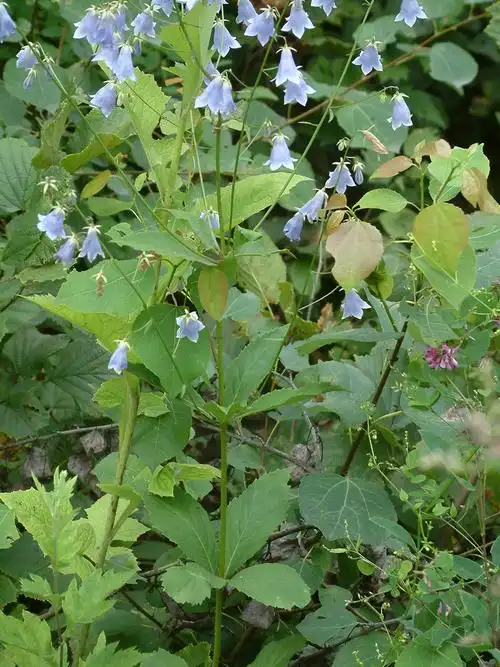 轮叶沙参词条图册_百度百科