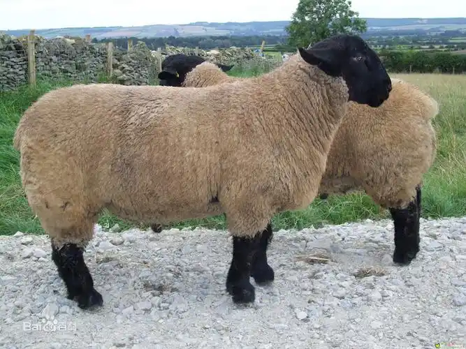 澳洲白萨福克是在原有基础上导入白头和多产基因新培育而成的优秀肉用