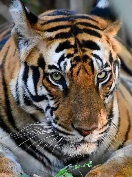 老虎:瞅啥瞅呢,好看么?我很帅,你感动吗