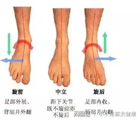 但现实生活中的硬质地面的,足部就不得不旋前来适应硬质地面
