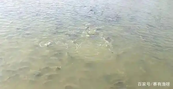 如何预防鱼类斜管虫病?