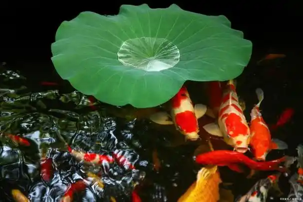 鱼和荷花有哪些寓意