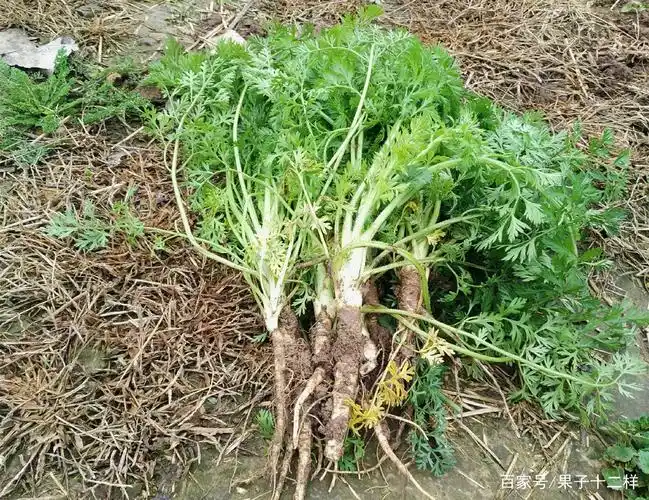 野胡萝卜和米蒿很不一样,野胡萝卜有肉质根,能吃;米蒿是木质根,不能吃