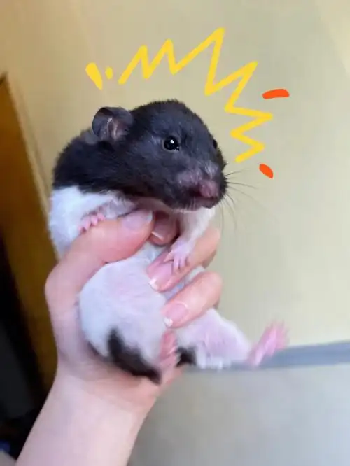 丑奶牛熊又来了