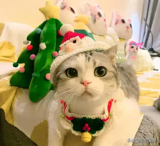 香香软软的小泡芙是什么猫香香软软小泡芙是什么品种的猫