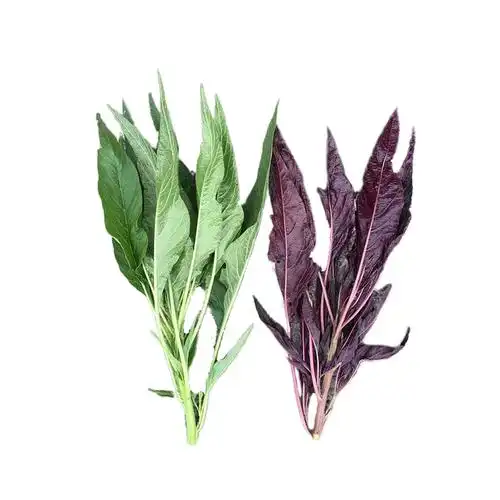 种子柳条柳叶叶红苋菜四季盆栽种业菜园蔬菜家庭园艺种子