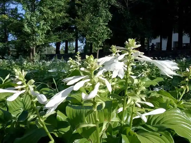 山王坪银杏林场种植的大白花玉簪