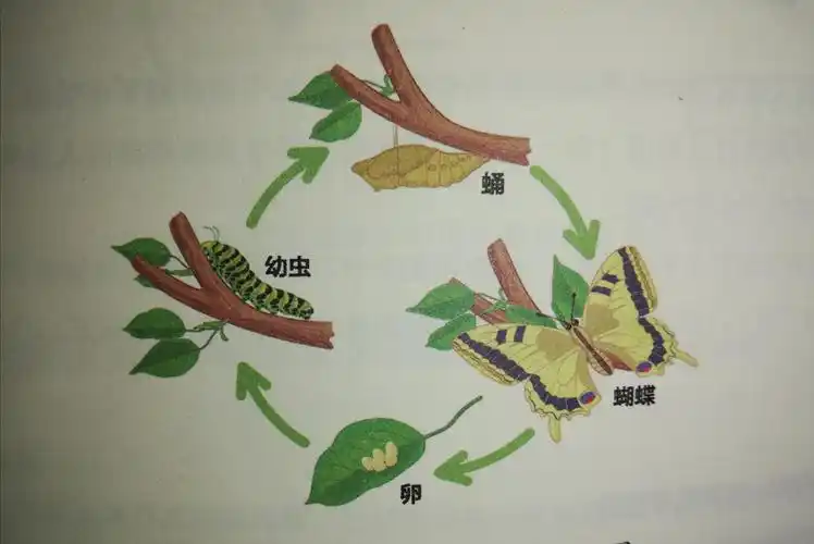 阅读笔记之《让孩子受益一生的思维力》part5 - 简书