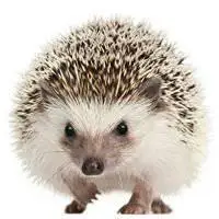 可爱的卡通刺猬头像【点击鼠标右键下载】