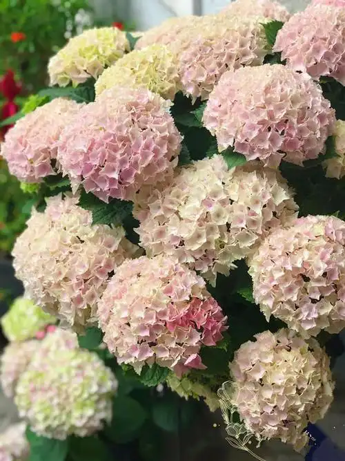 此款盆栽绣球花,美不输无尽夏,花朵超大,花期也长,阳台也能养