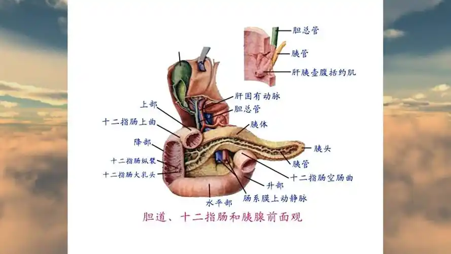 教程系列之《人体解剖学》第十一讲第三节脾脏 胰腺的解剖