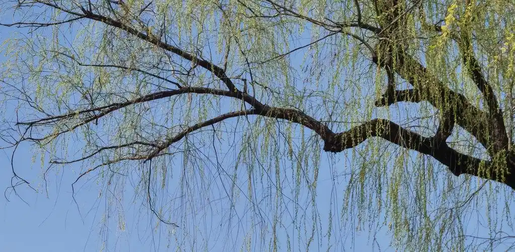 暖雨晴风初破冻柳眼梅腮已觉春心动