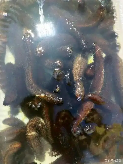 这黑海参看着挺恶心的,反正没有食欲