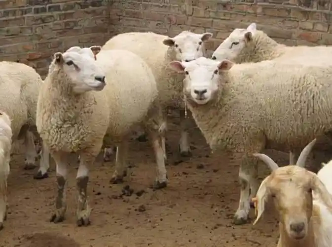 体型最大的肉羊品种之一体大如牛瘦肉多脂肪少养羊来看看