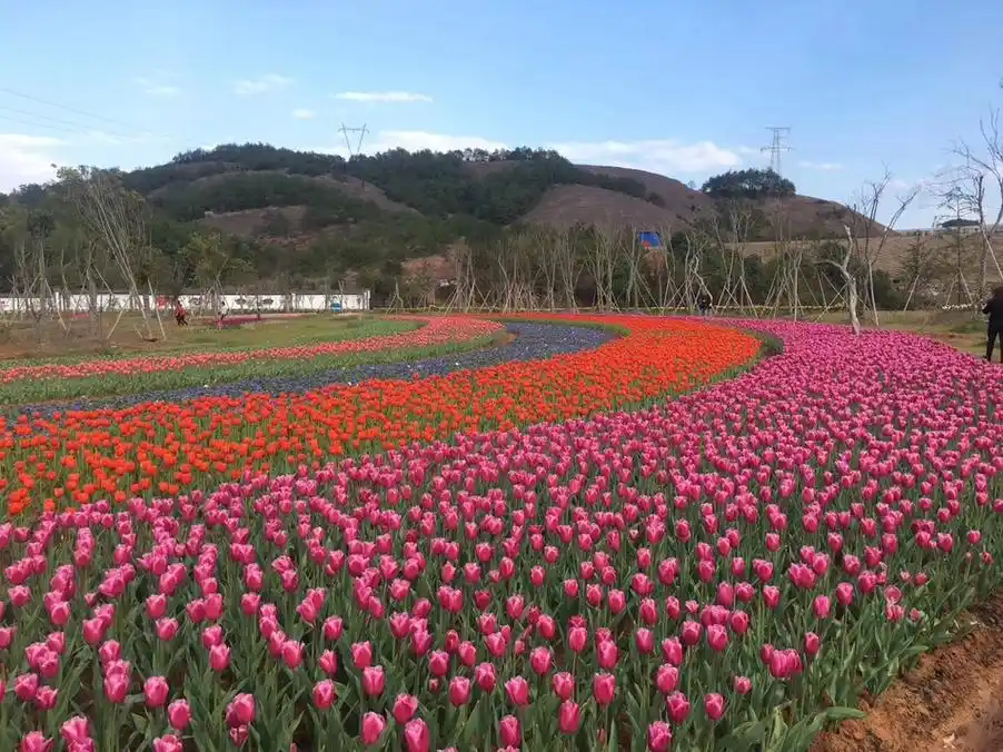 春色撩人 南昌凤凰沟郁金香花海醉人