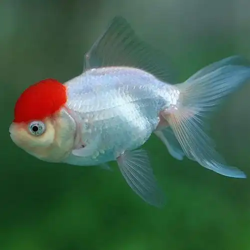 鸿运当头活体鱼