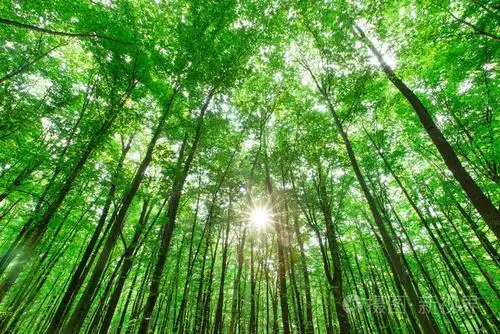 森林树木.自然绿色木阳光背景