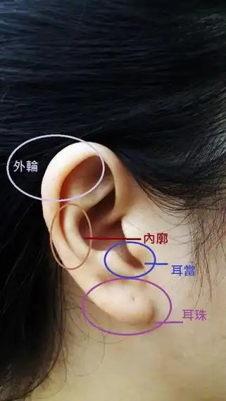 耳朵看相算命图解之没有耳垂的人面相分析