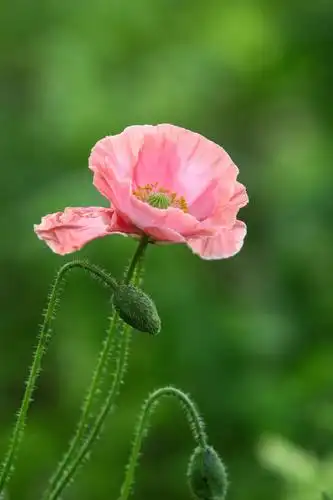百花园中虞美人