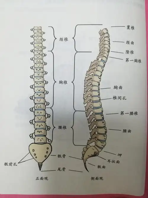 脊柱基础知识二