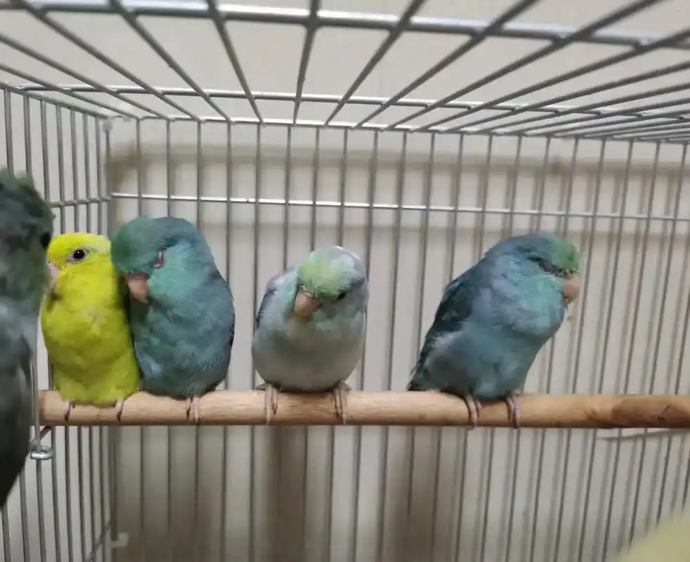 太平洋鹦鹉.#手养鹦鹉  #神奇动物在抖音 #鹦鹉 #手养鸟 - 抖音