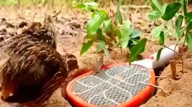 农村大神自制的抓鸡神器,小野鸡掉进去就出不来,真实用!