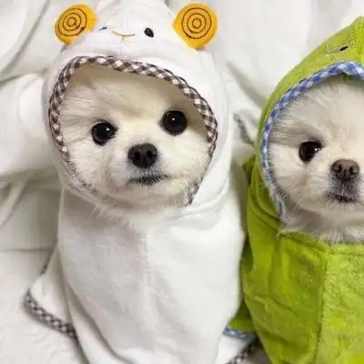 高清超可爱的狗狗情头图片,情侣头像图片