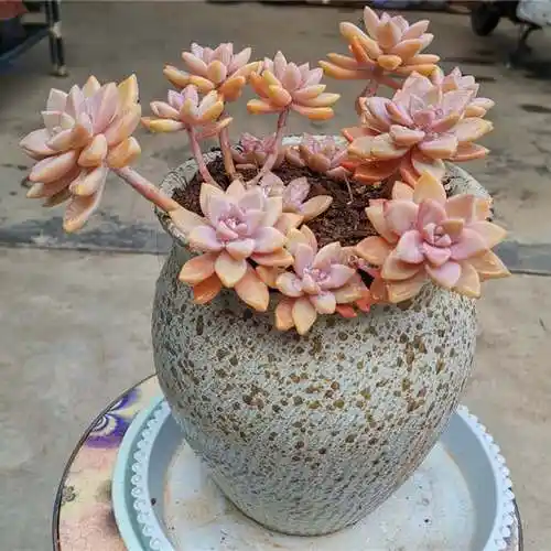 淡雪多肉老桩一物一拍幽灵公主盆栽绿植粉色多肉植物