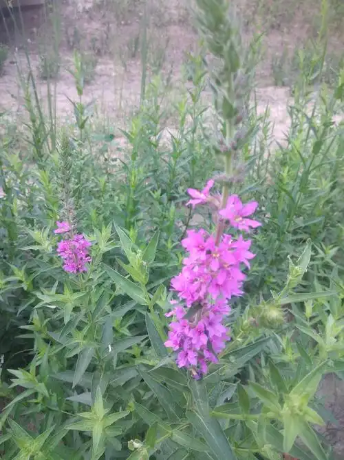 午间盛开的石斑花(竹节梅)