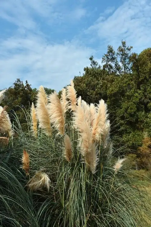 植物园里的矮蒲苇1