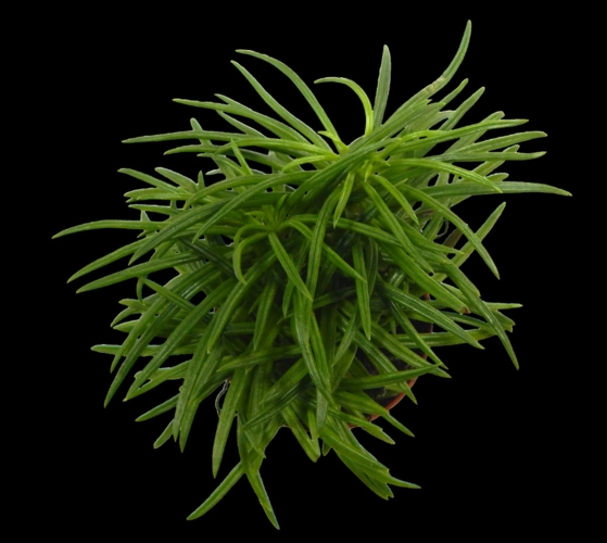 求解图片当中的植物是什么植物,求各路大神解决.如图