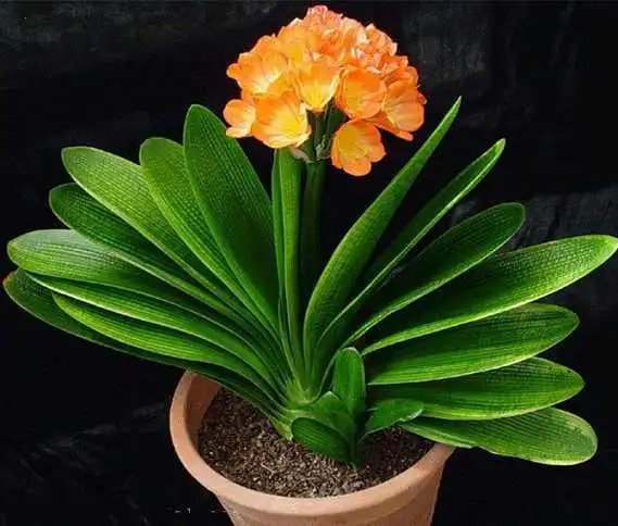 家居养花:养好君子兰选好花盆,施好肥君子兰就能一直开花不断!