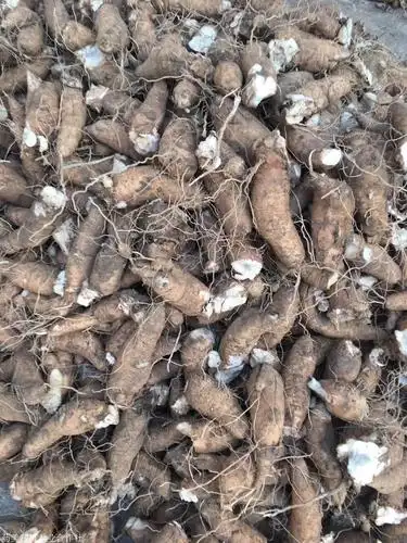 玄参芽子供应玄参种苗芽子供应商